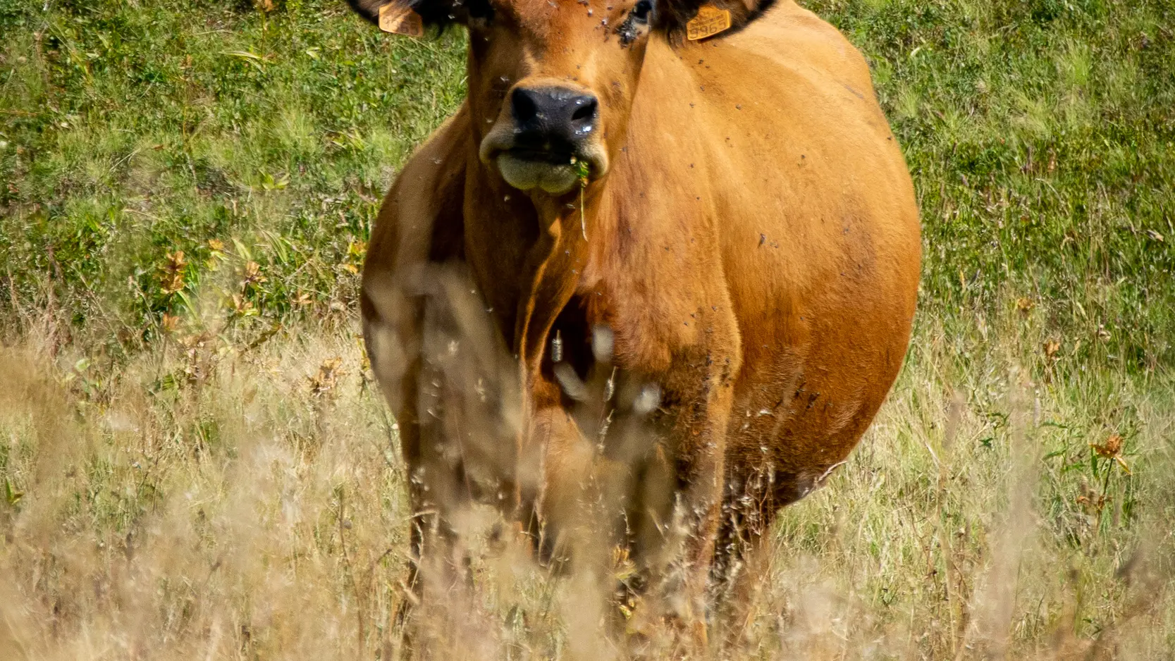 Une vache tarine sur le sentier du Col du Joly