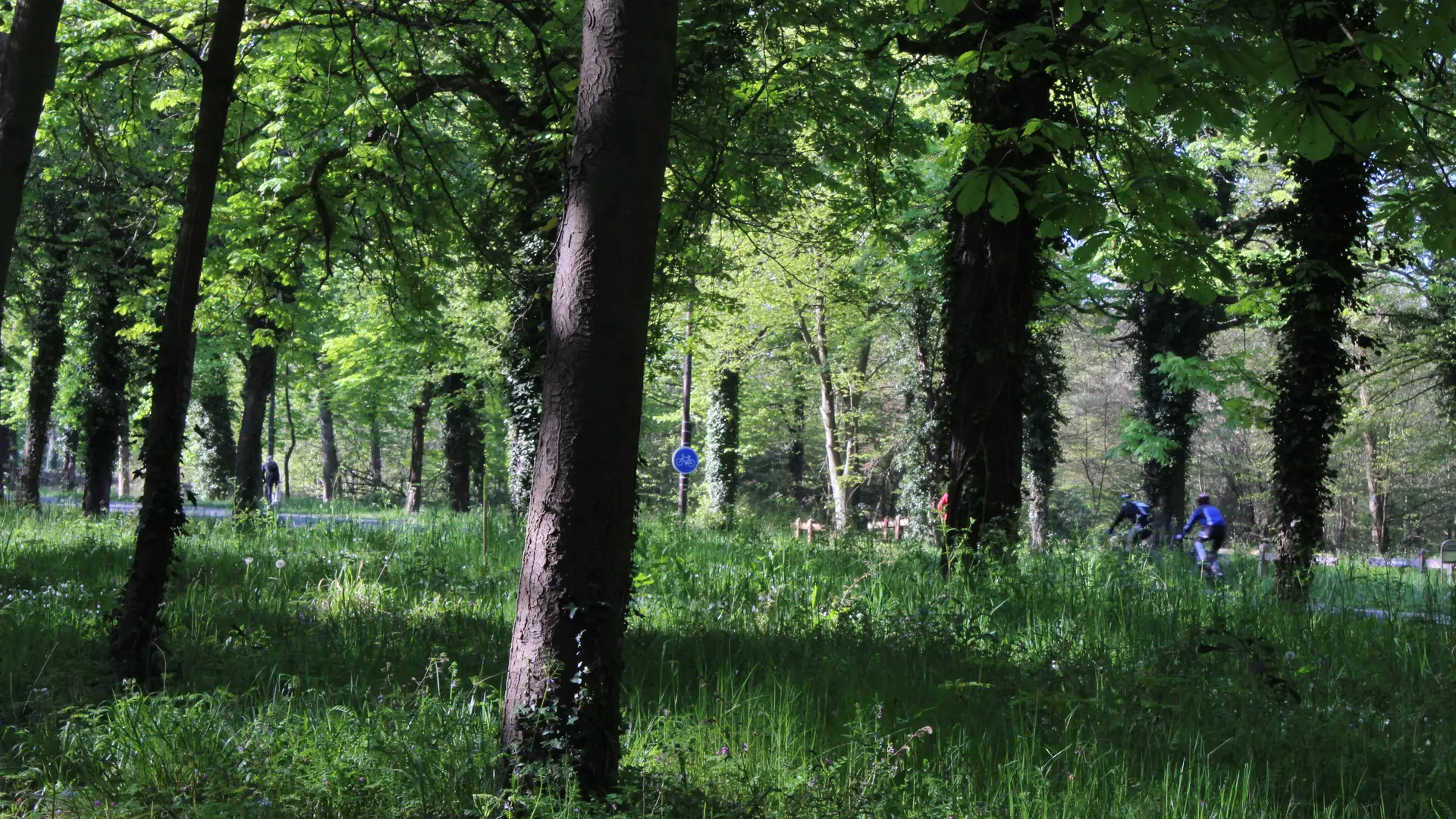Sentier de l'étoile de Beaumont en forêt de Saint-Germain