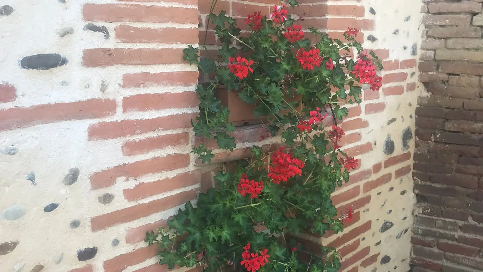 Géraniums dans une niche