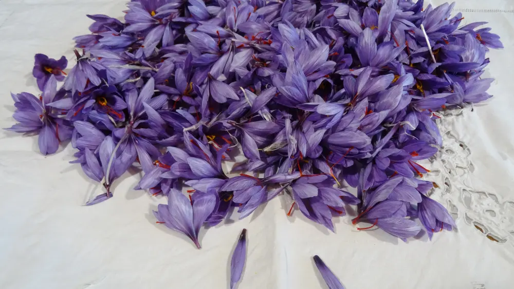 Fleurs de safran sur une nappe blanche en dentelle.