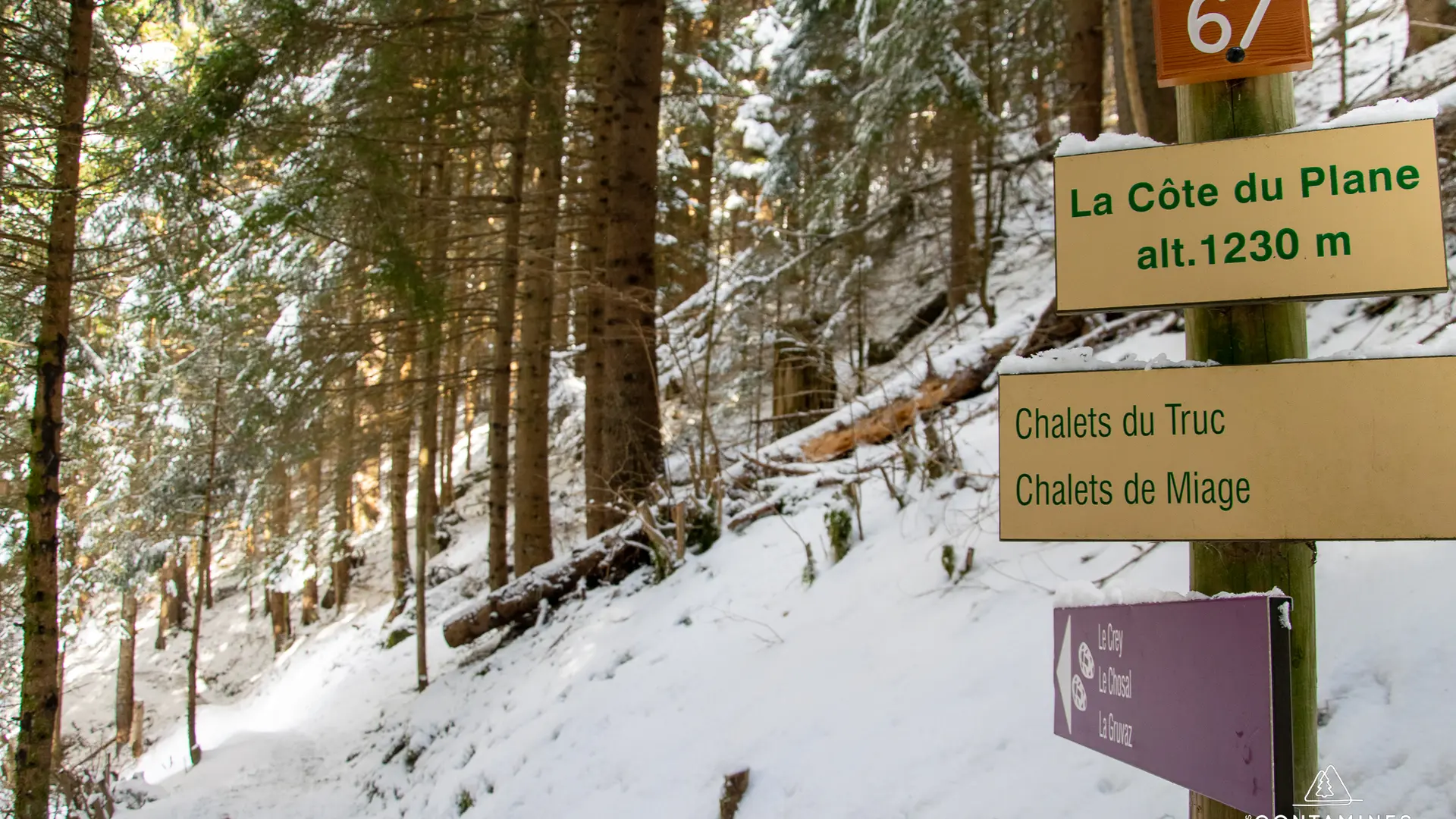 Promenade dans la forêt enneigée