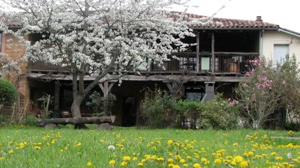 Cerisiers au printemps