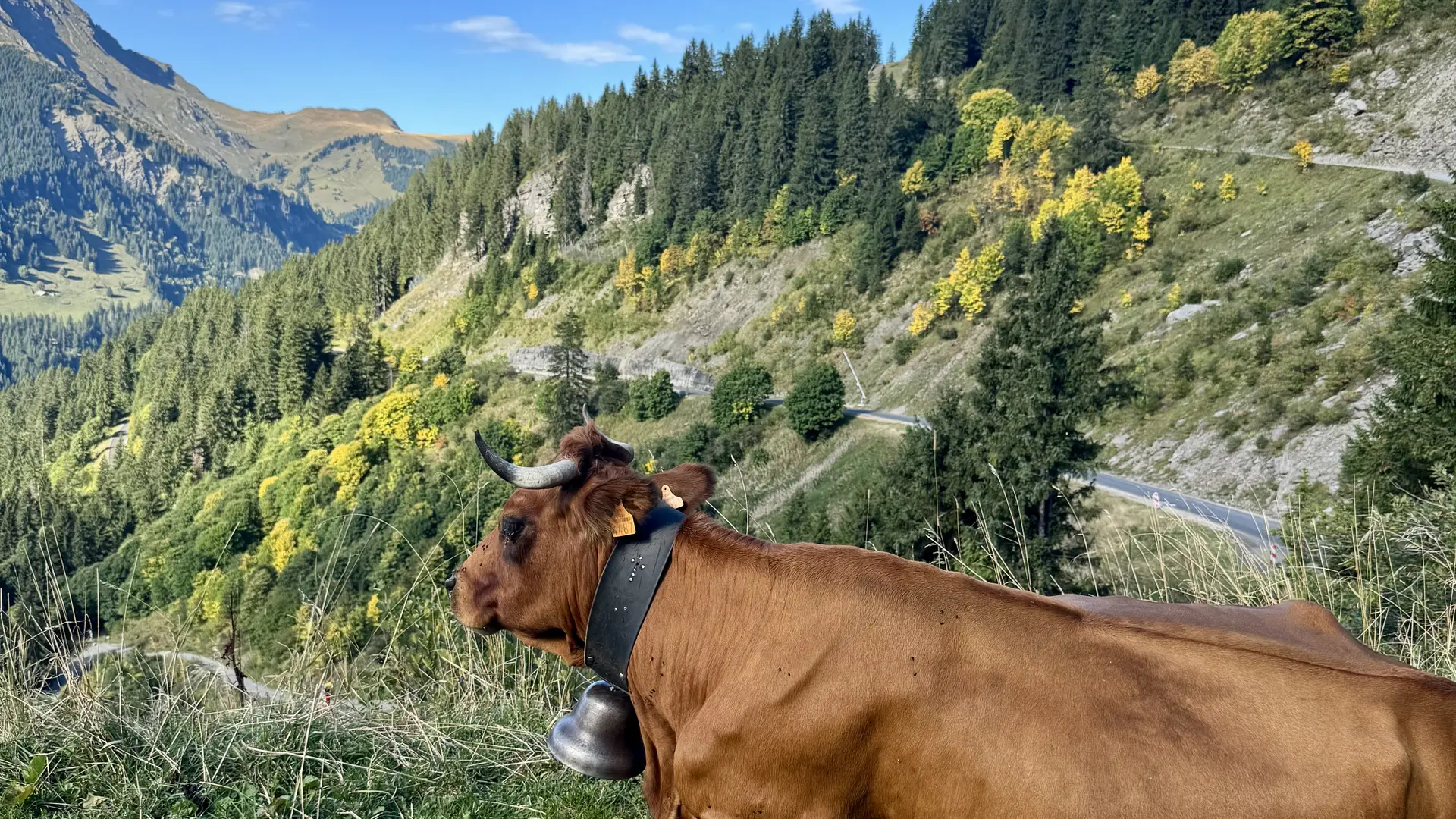 Vache et vue