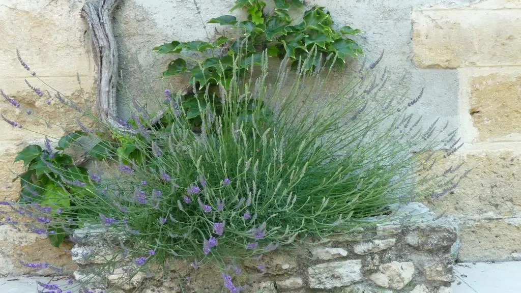 terrasse ch