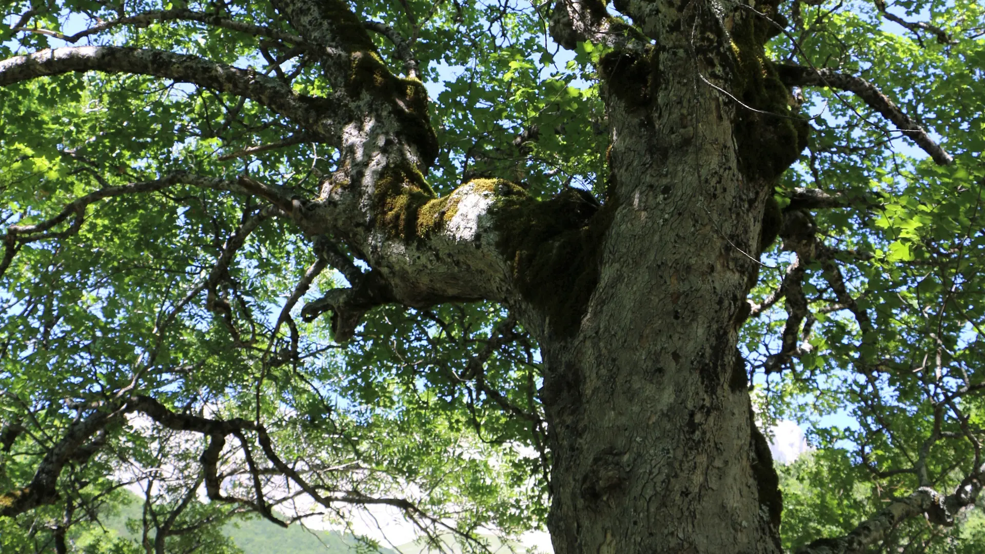 Le sentier des bancs