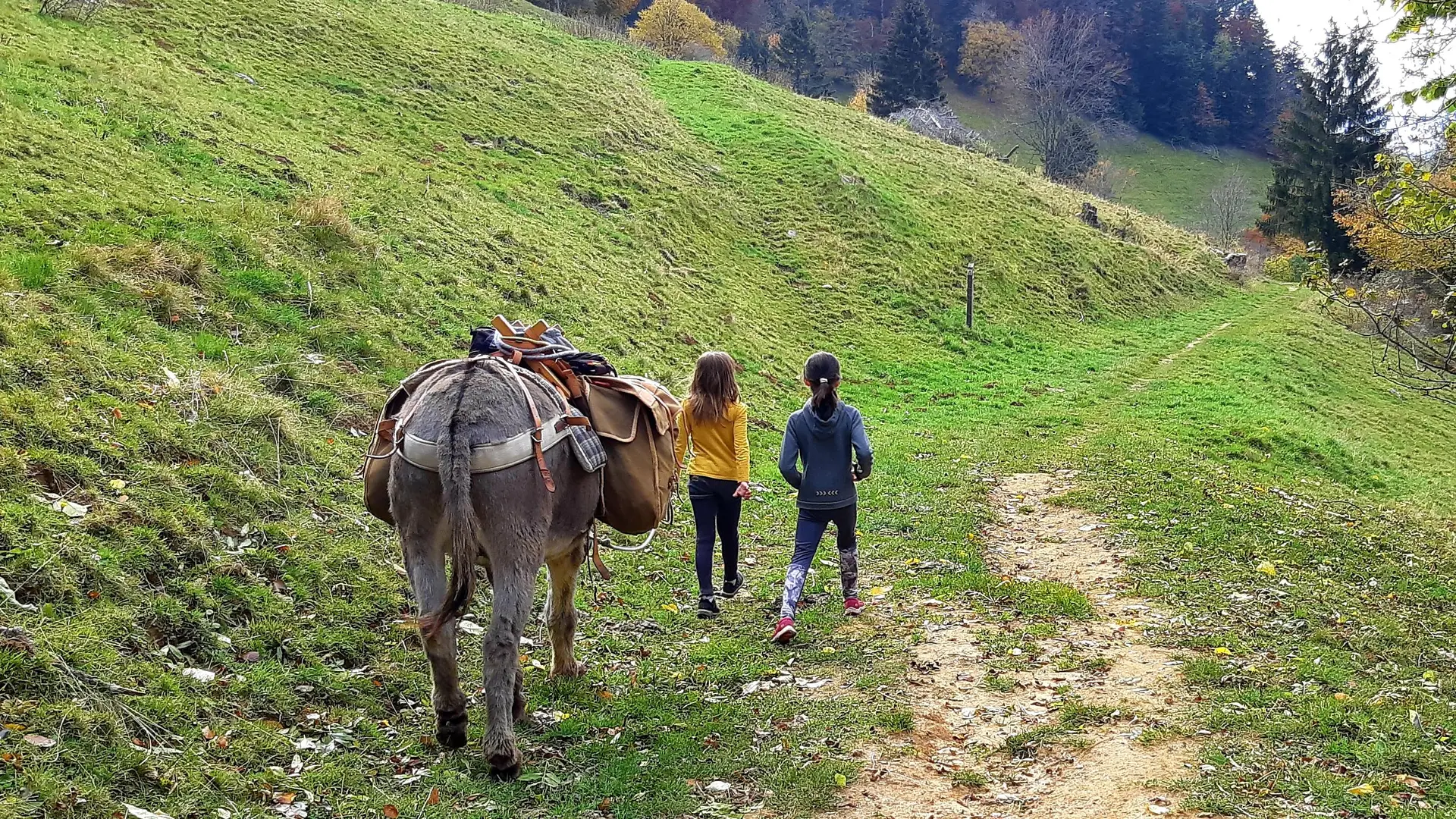 Balade avec les ânes