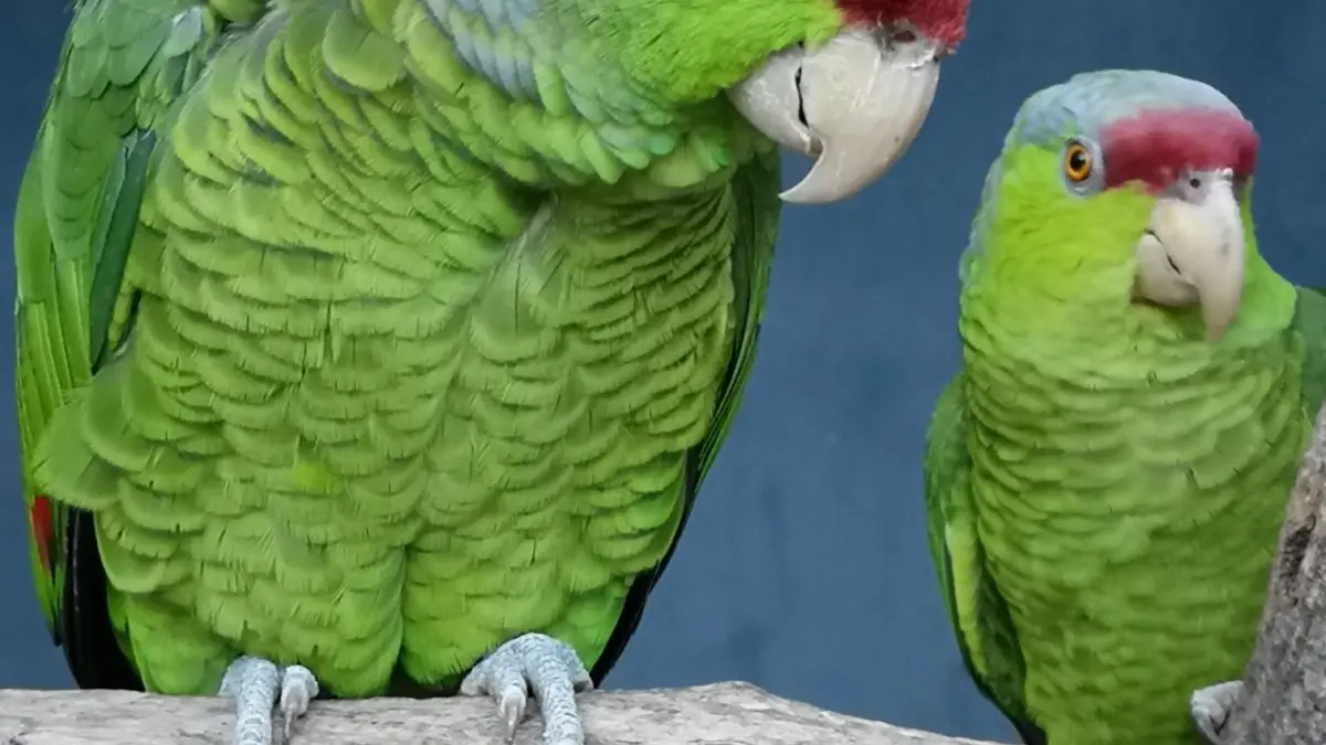 Les oiseaux exotiques au Jardin Zoologique Tropical