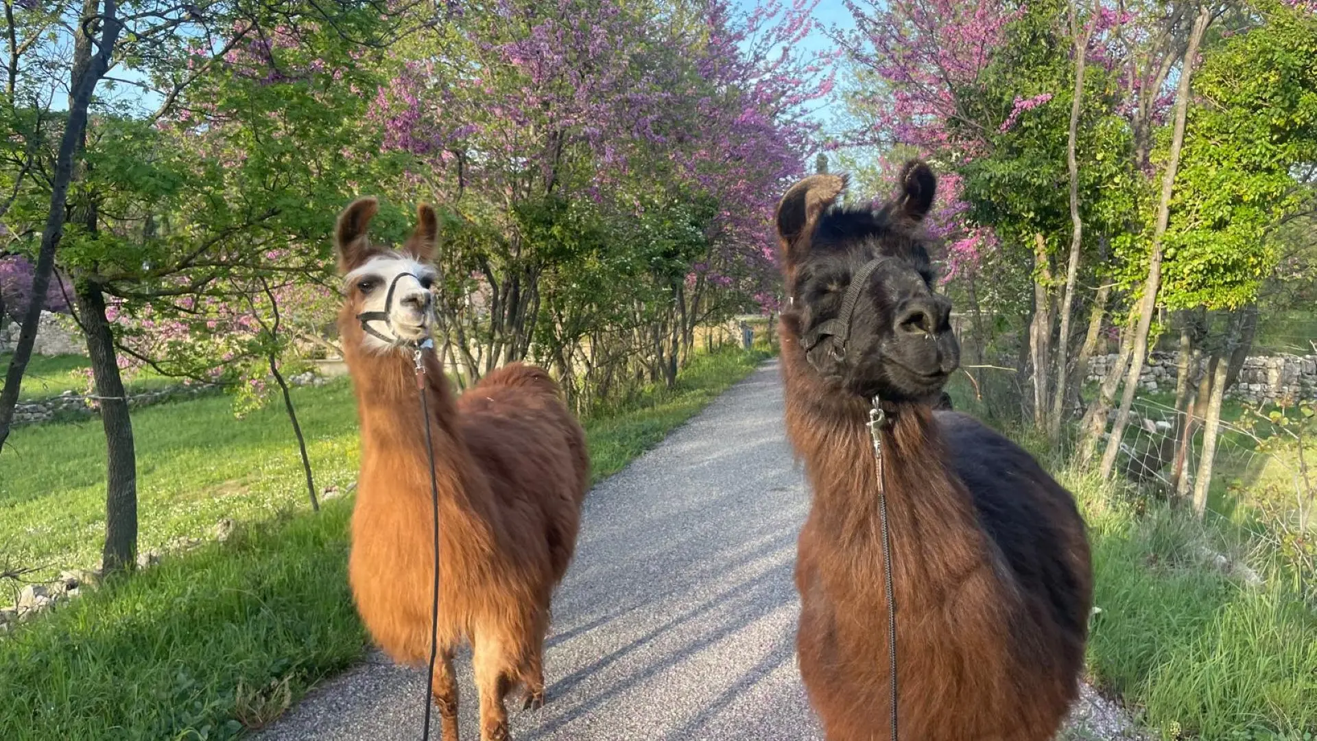 deux lamas