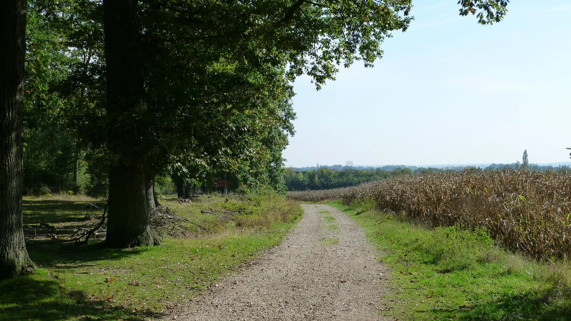 Sentier en forêt de Marly