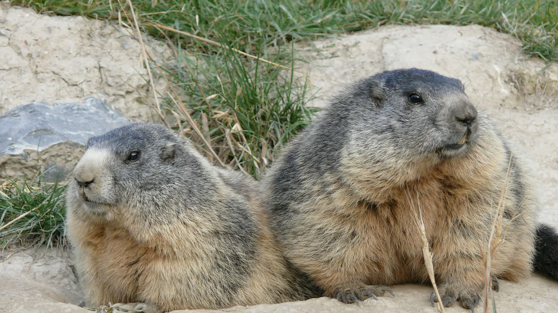 Parc Animalier de Serre-Ponçon LE SAUZE-DU-LAC