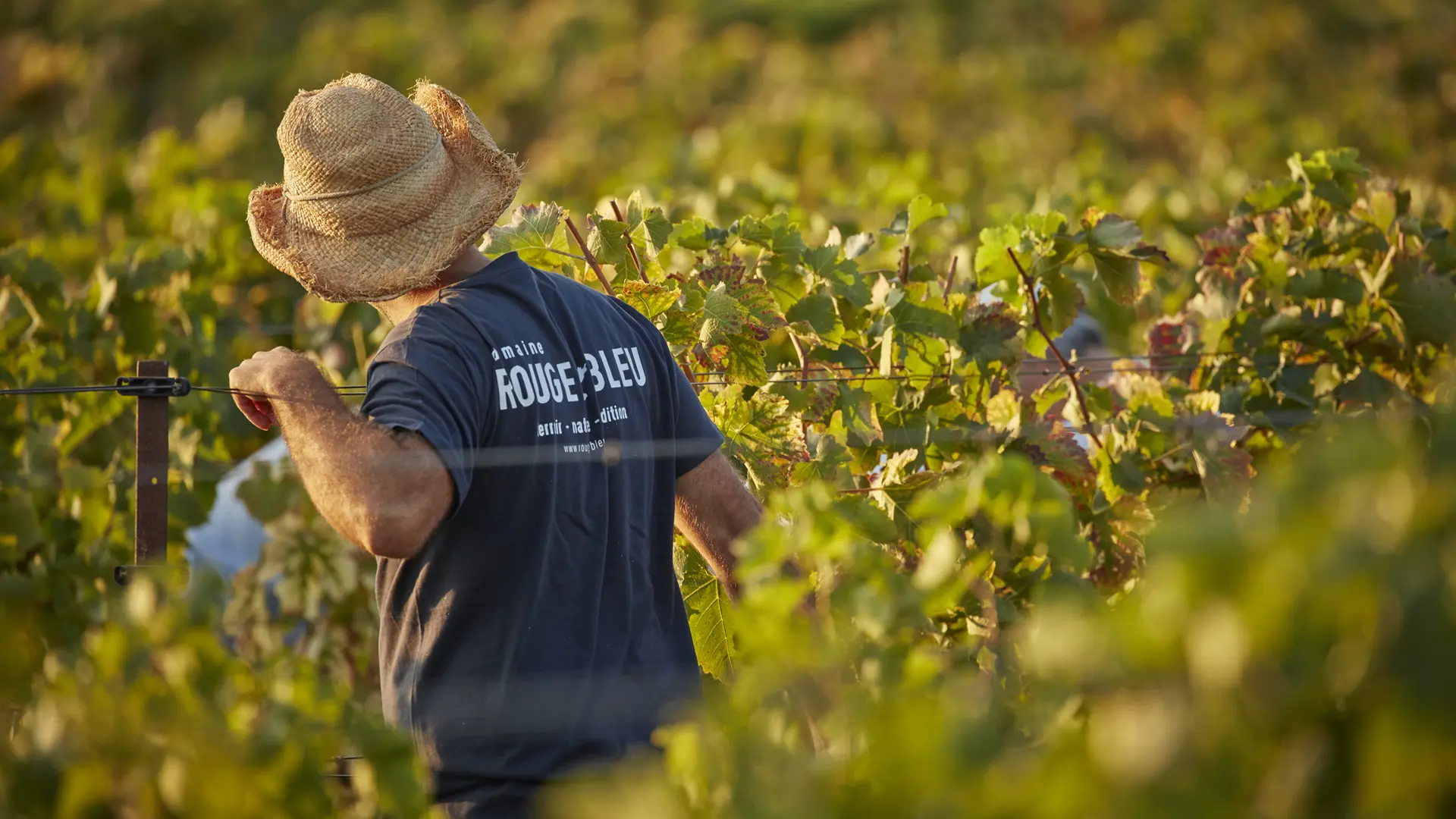 Vendanges au domaine