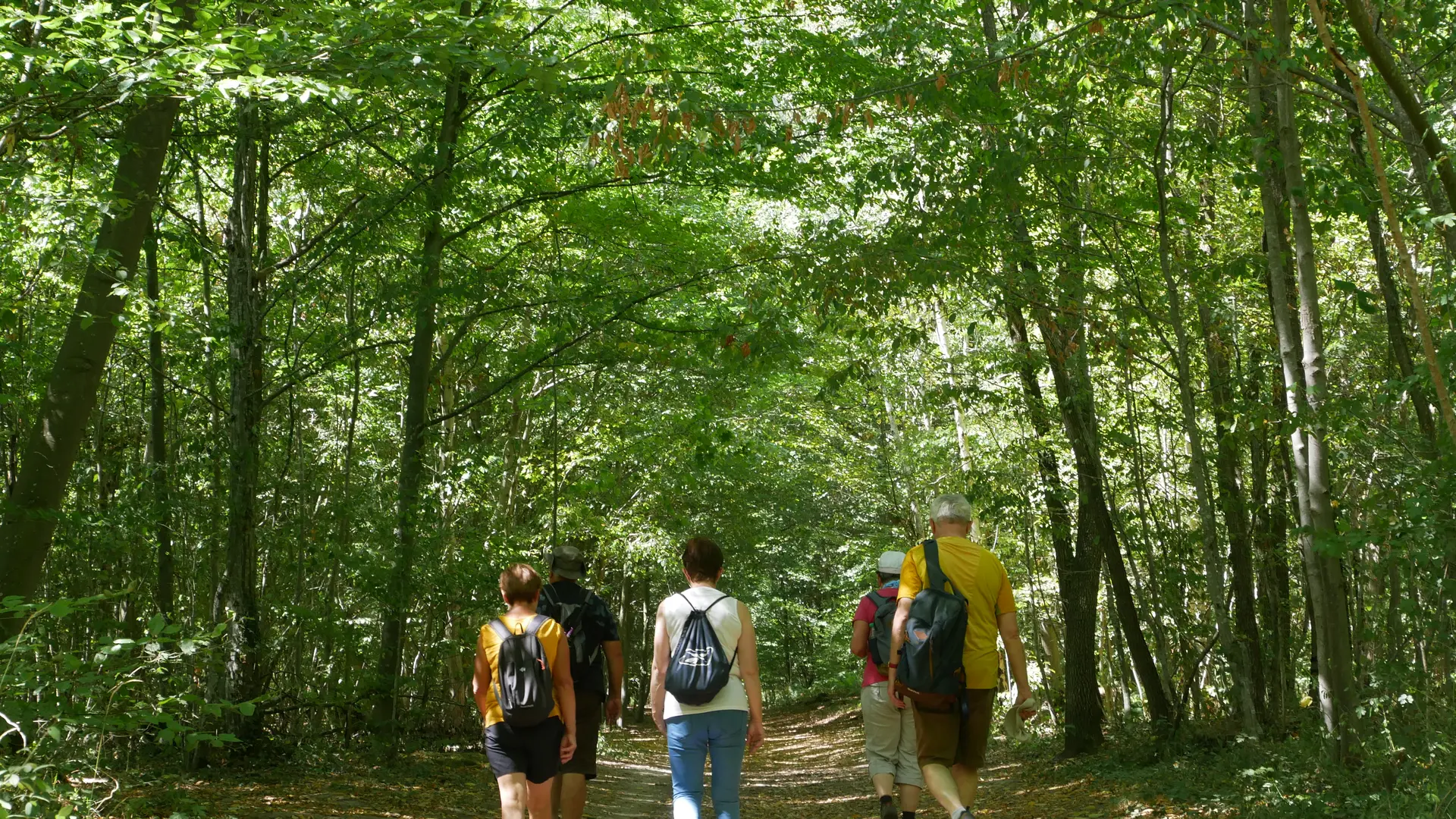 Sentier de l'étoile de Beaumont en forêt de Saint-Germain
