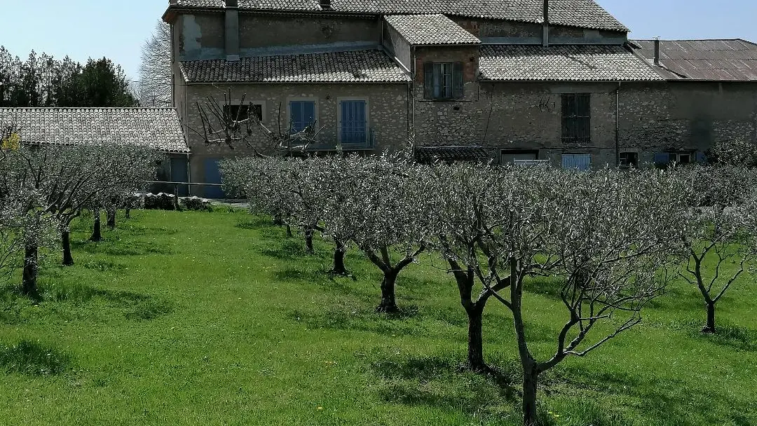 vue sur champ d'oliviers