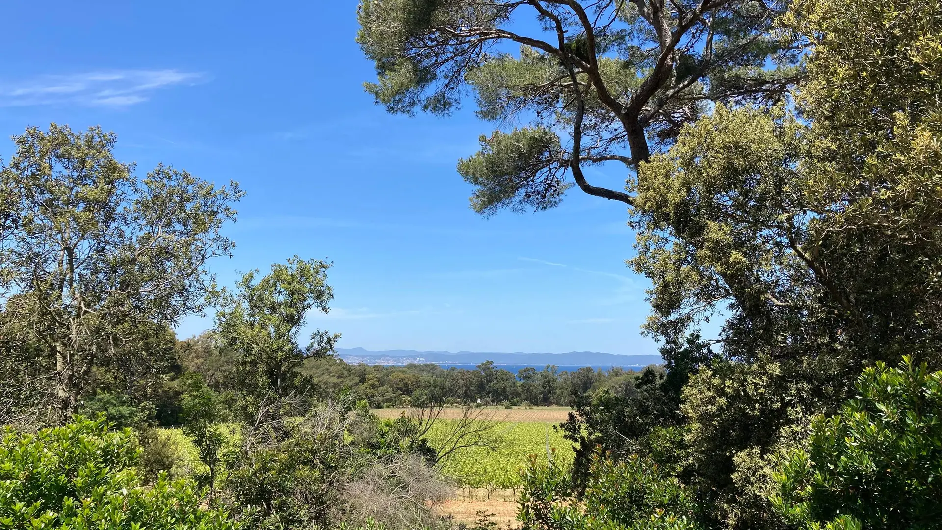 Vue depuis le sentier à Porquerolles