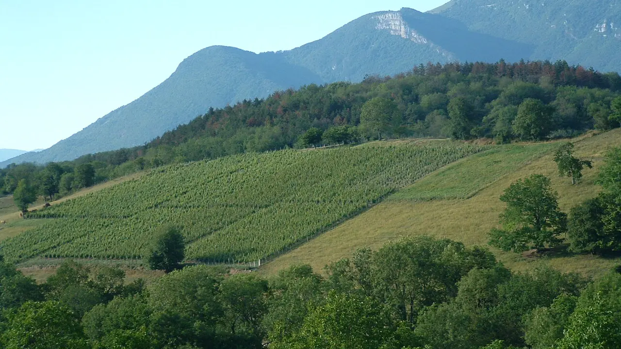 Vignes Saint-Champ