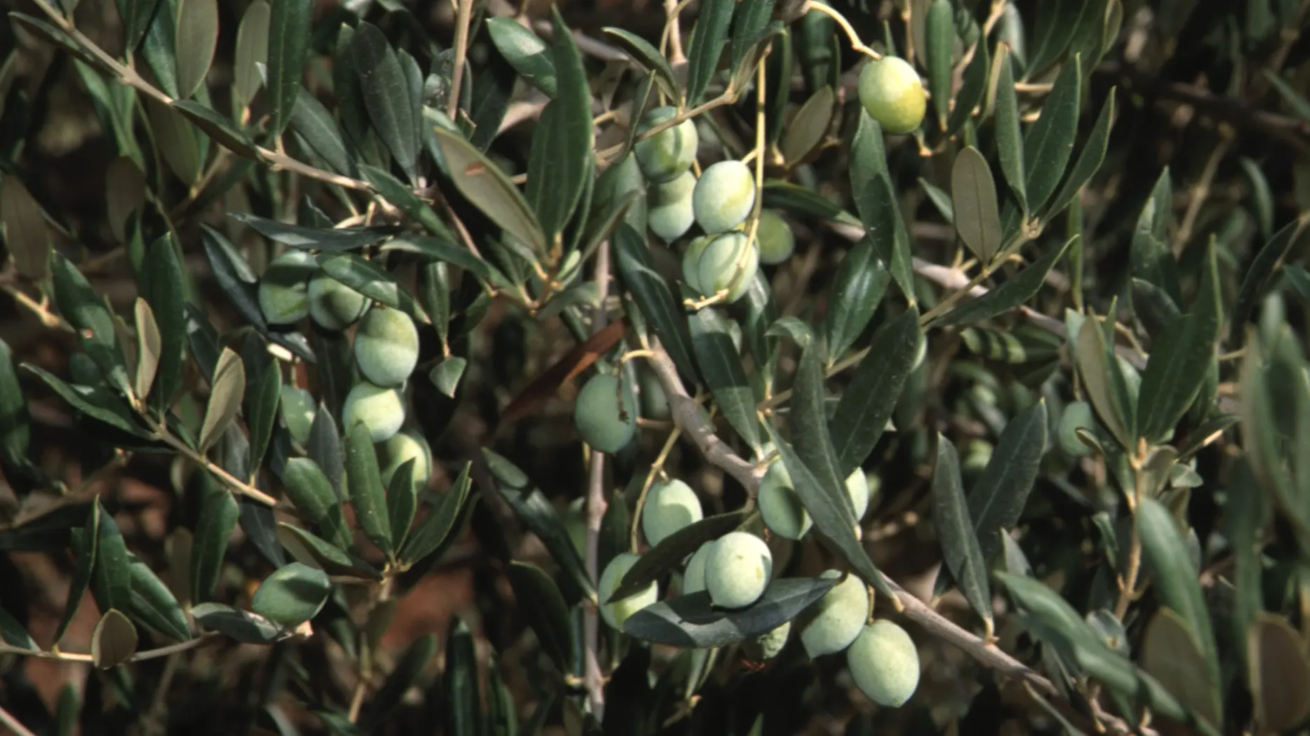 Olive tree branch