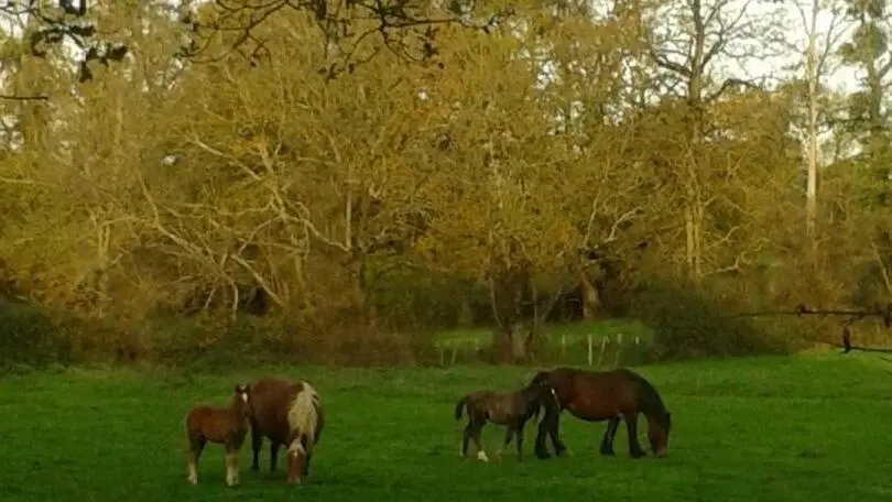 des chevaux sur tous les chemins environnants