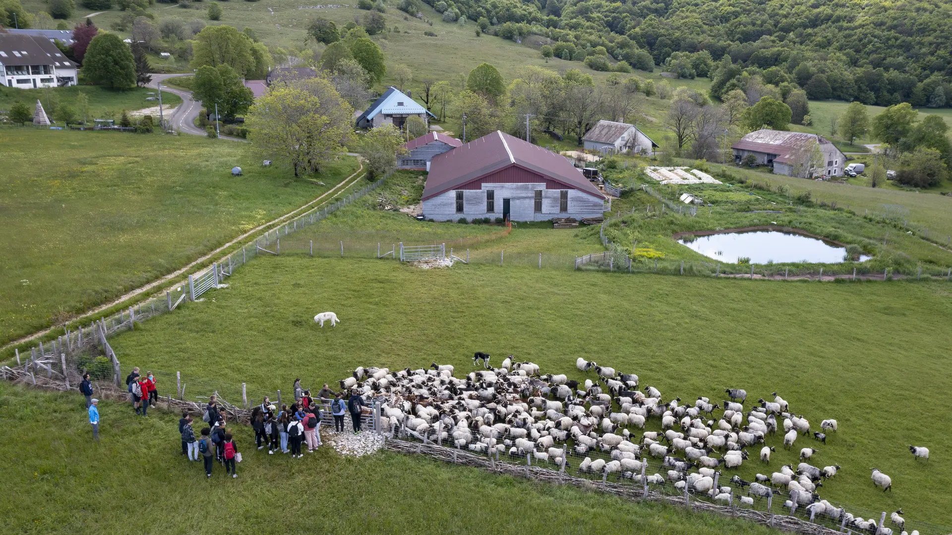 Randonnées en alpages avec la bergerie Au rythme du troupeau_Haut Valromey