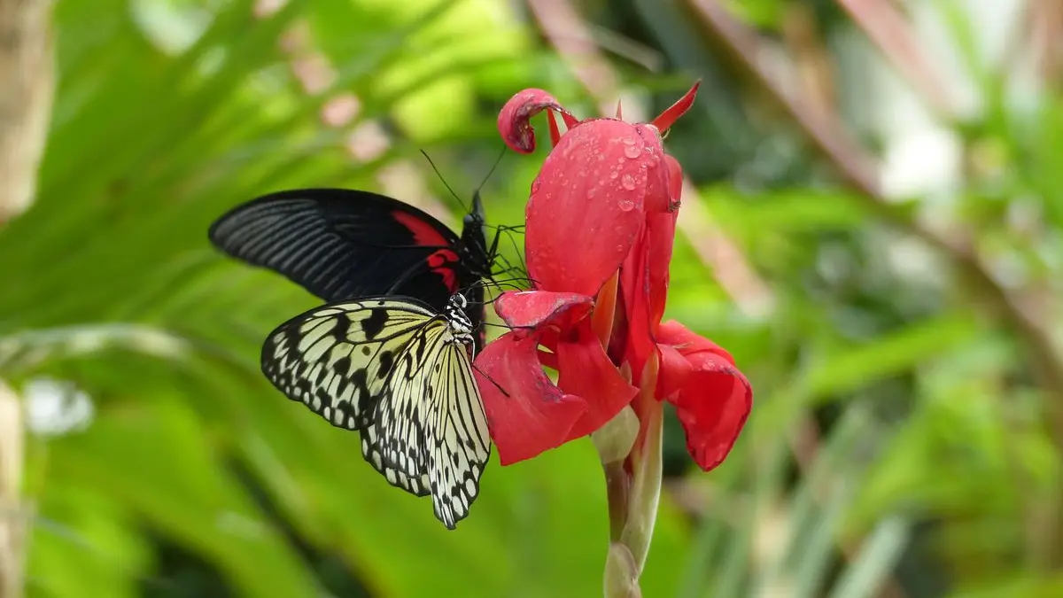 Carbet Amazonien, ferme aux papillons