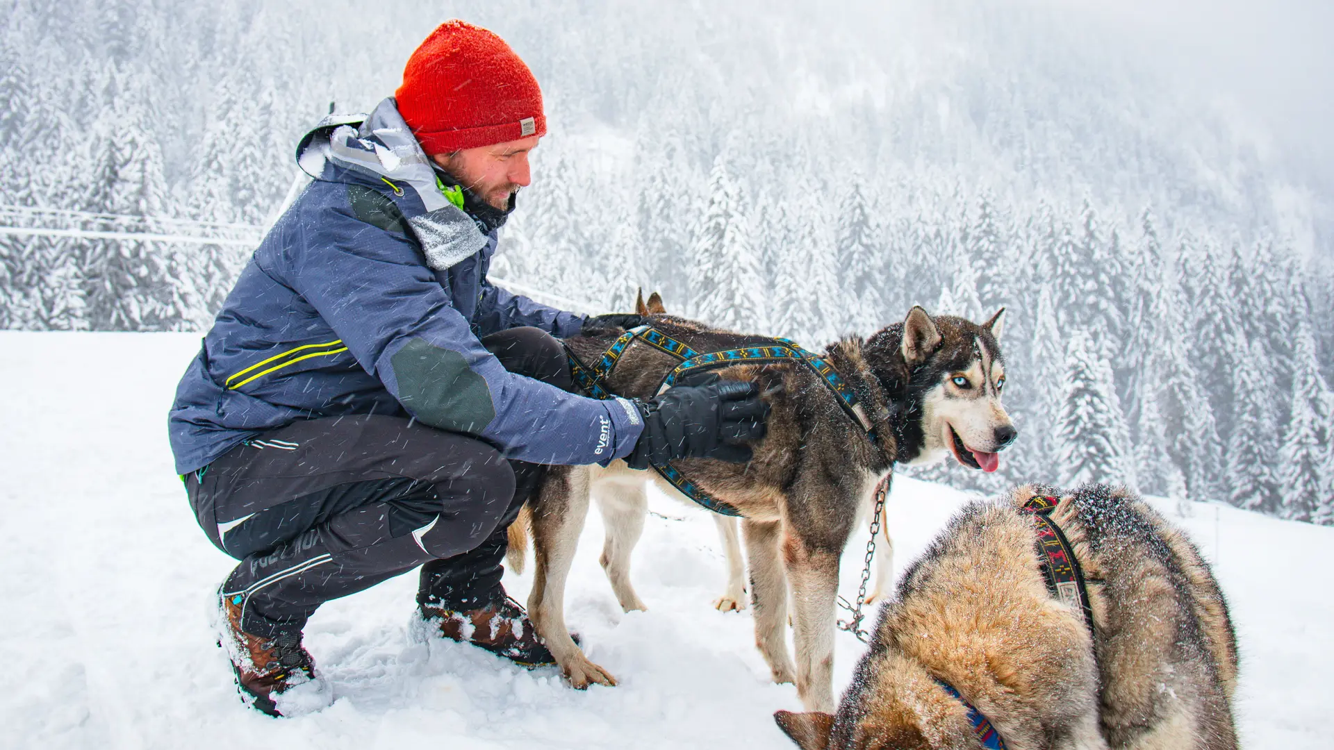 Instant caresse avec les chiens