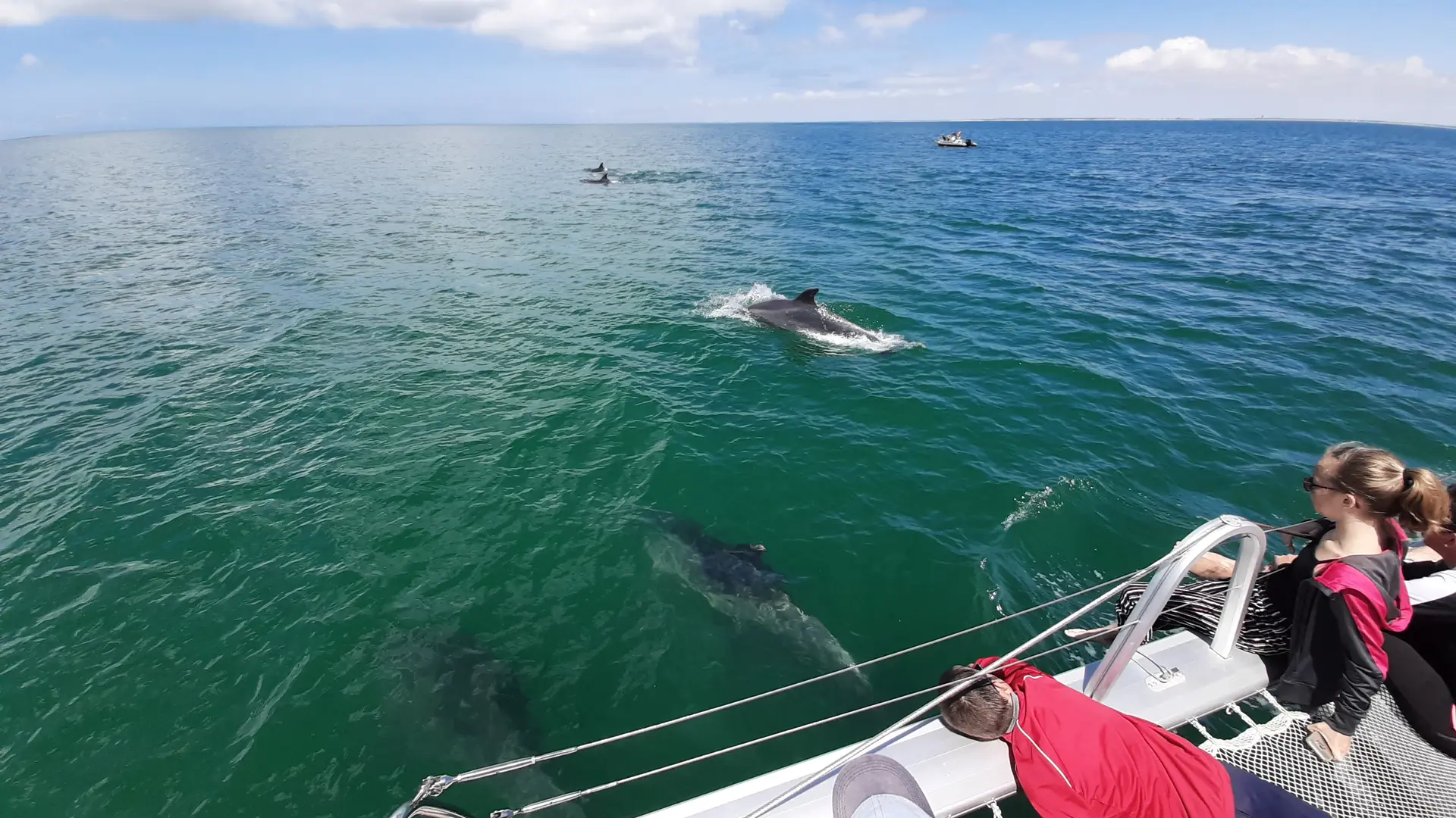 Observation de dauphins depuis le Dream' On