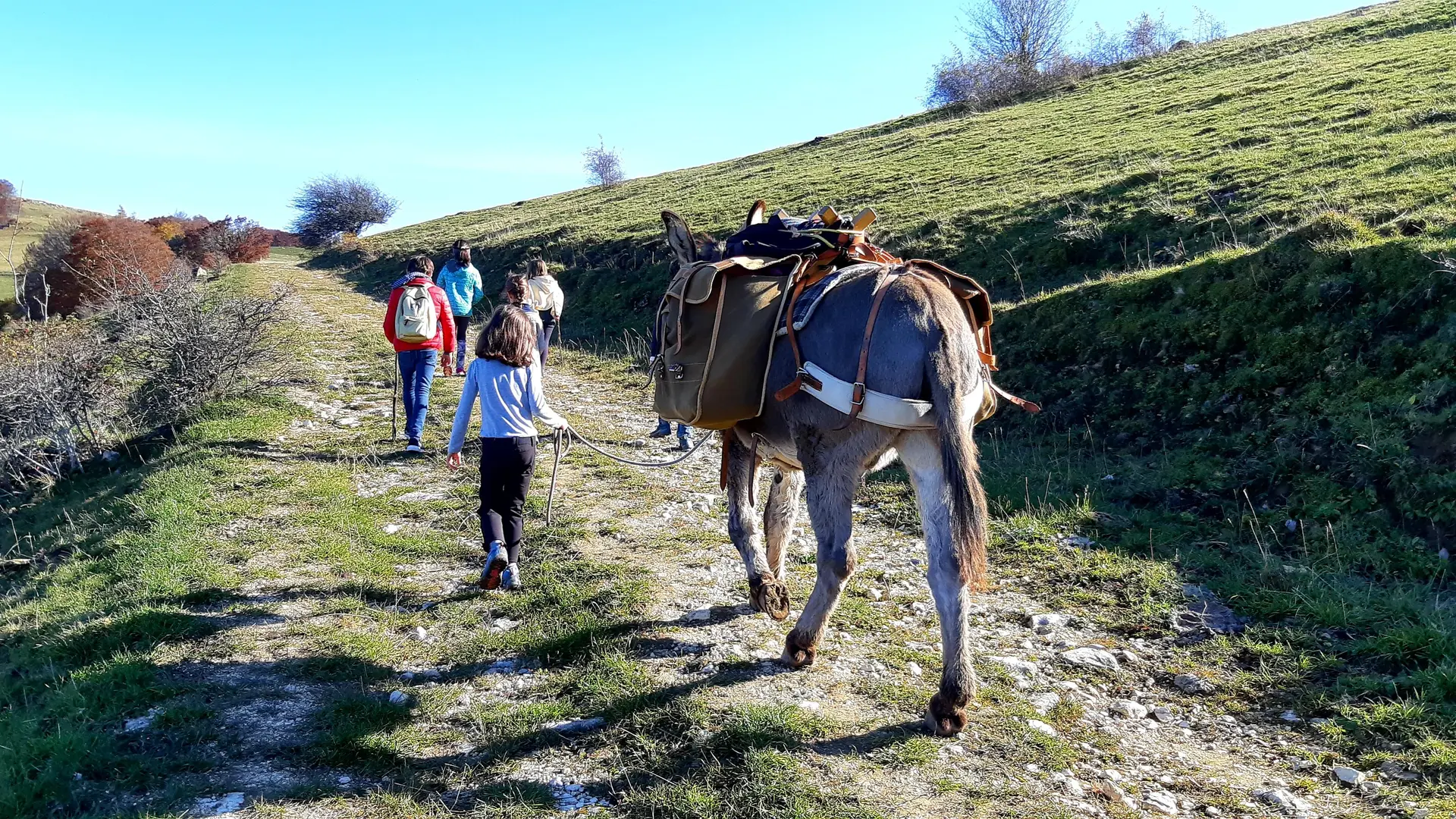 Balade avec les ânes