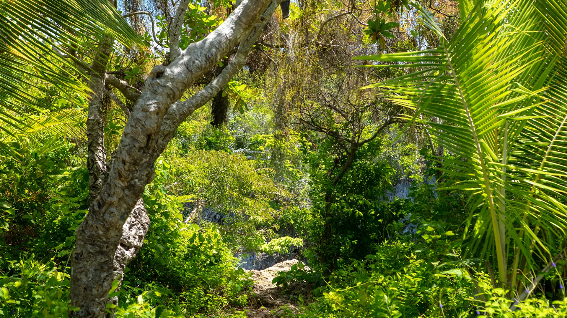 Forest access