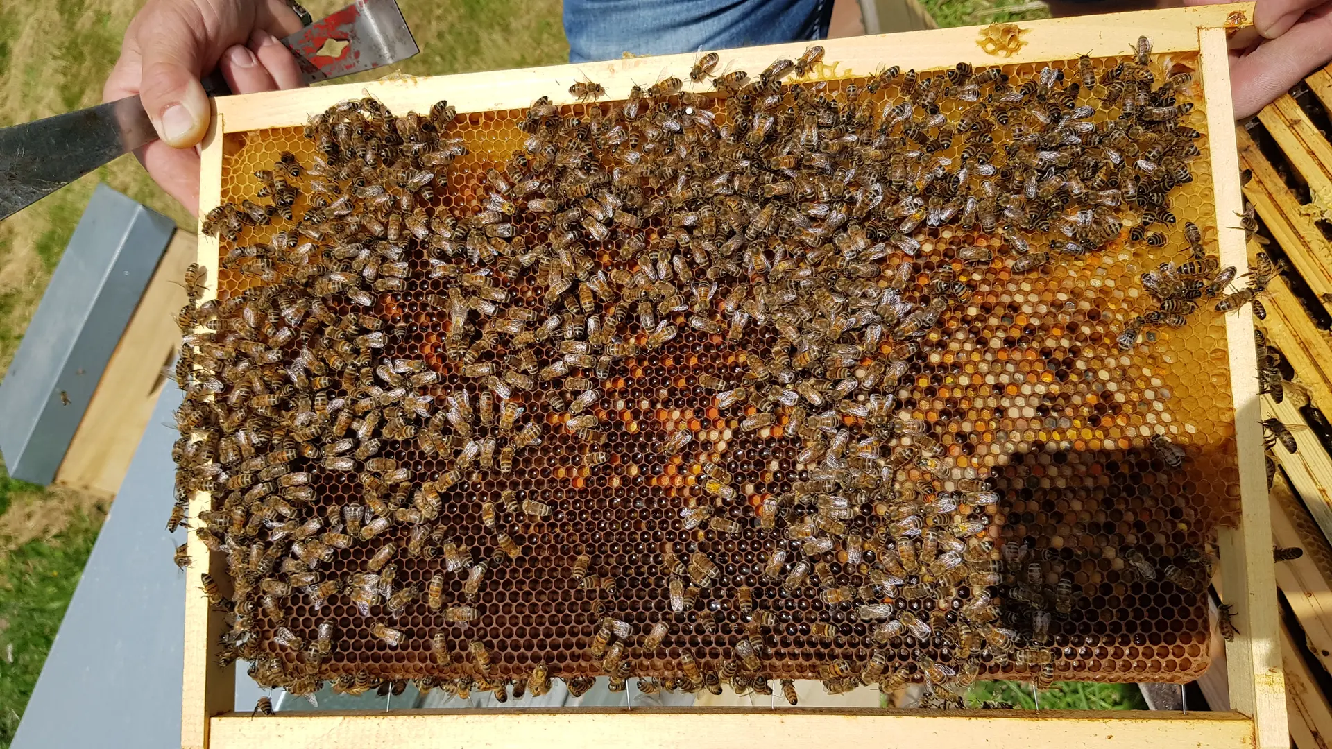 Miellerie La Grange aux abeilles_Estivareilles