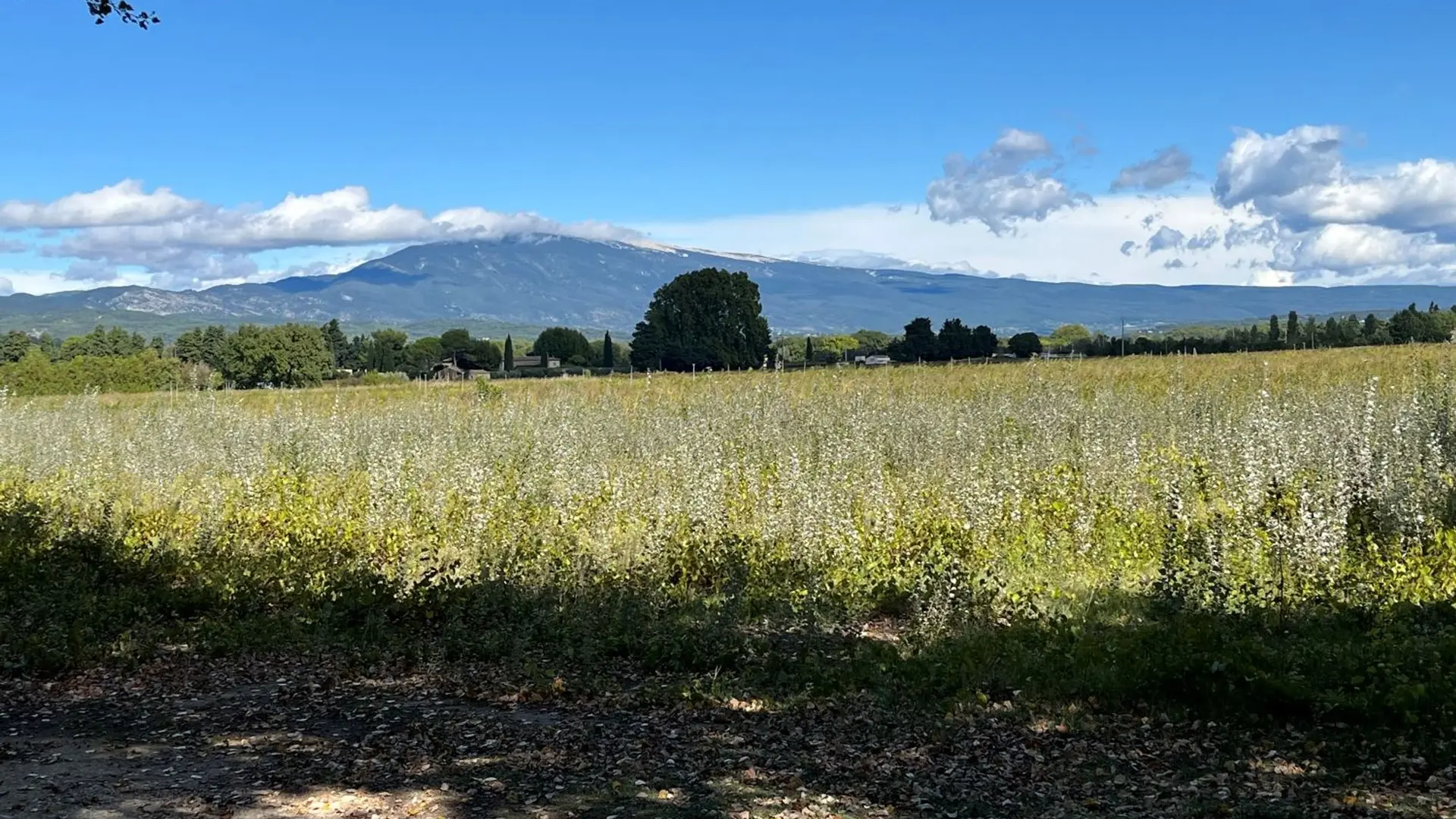 Vue sur le Ventoux