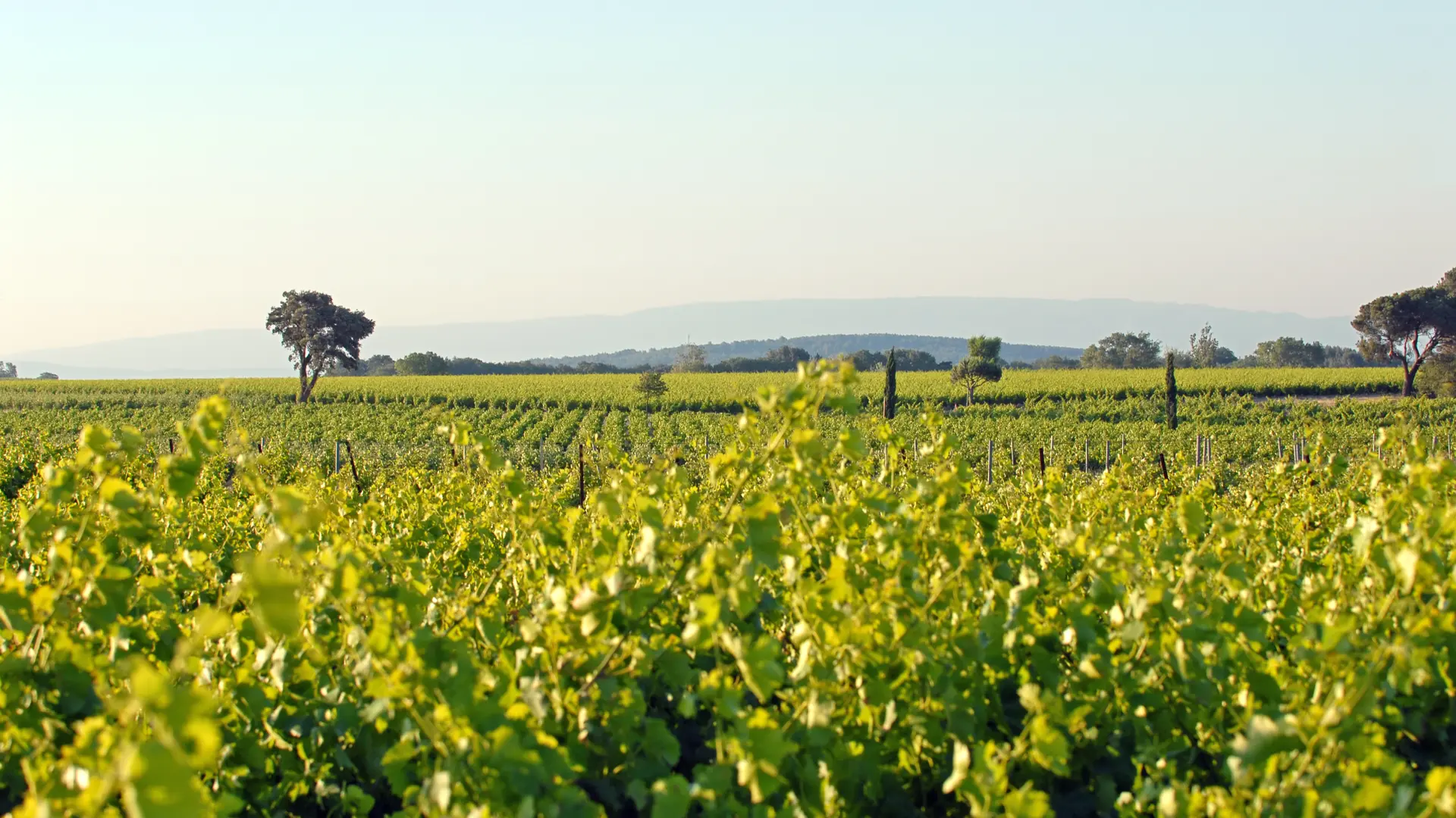 Famille Quiot - vignes