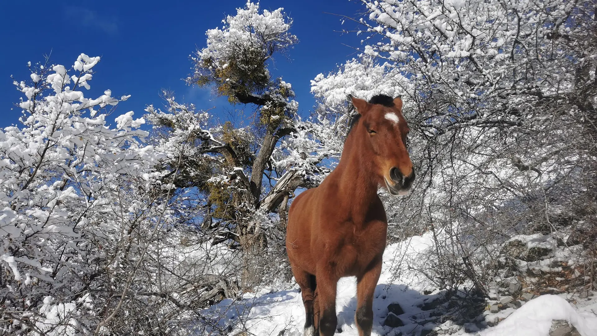 Randonnée à cheval dans la neige