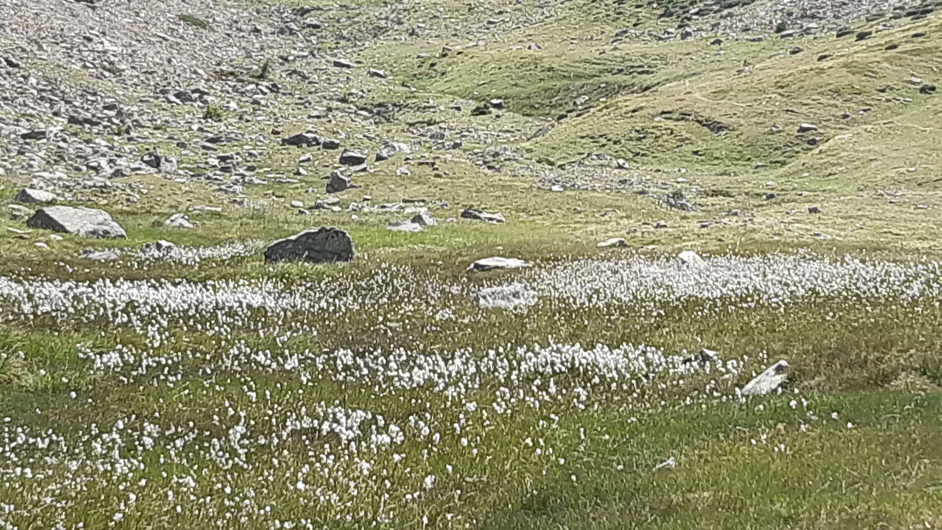champ de linaigrettes