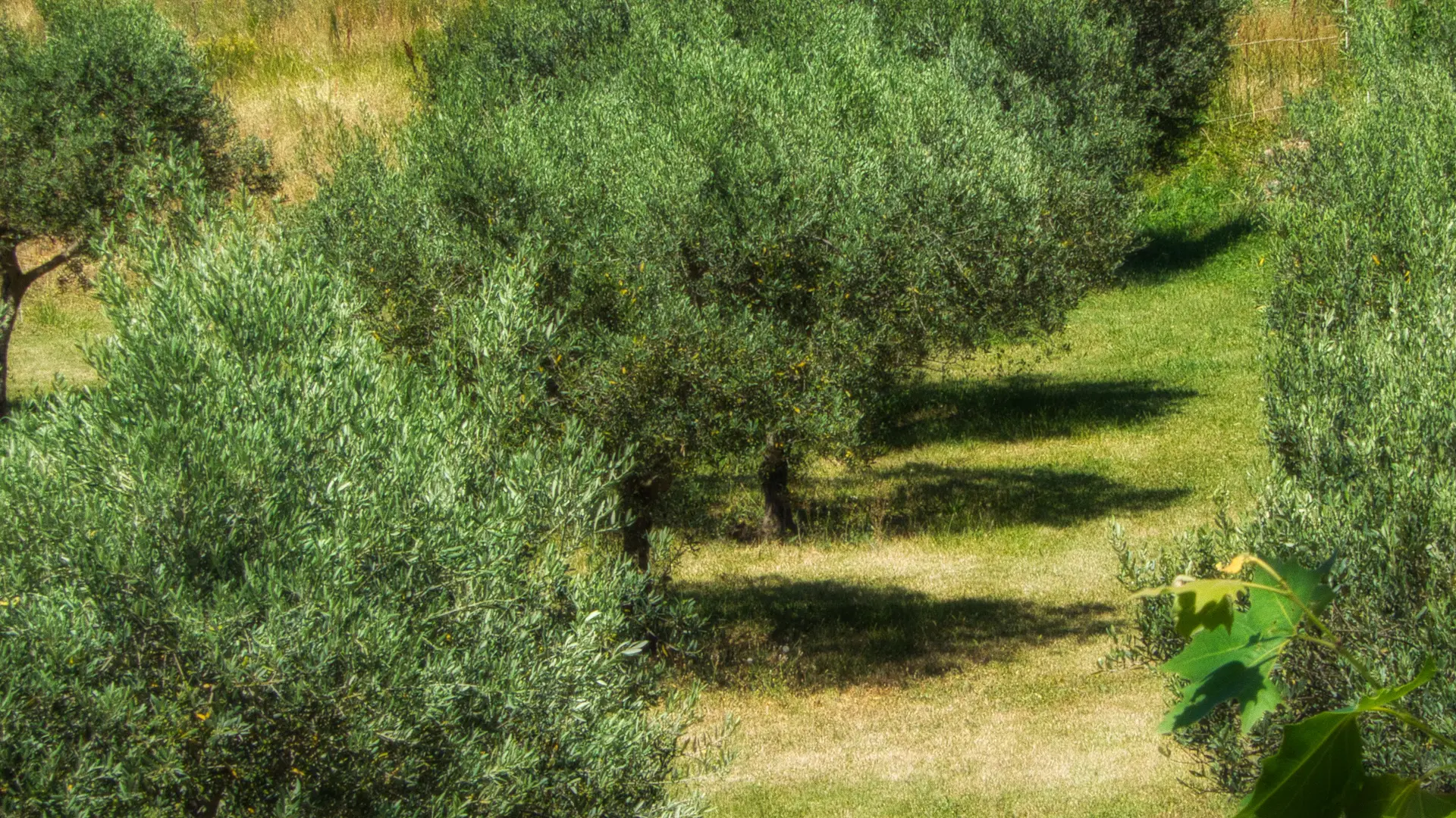 vue sur champ d'oliviers