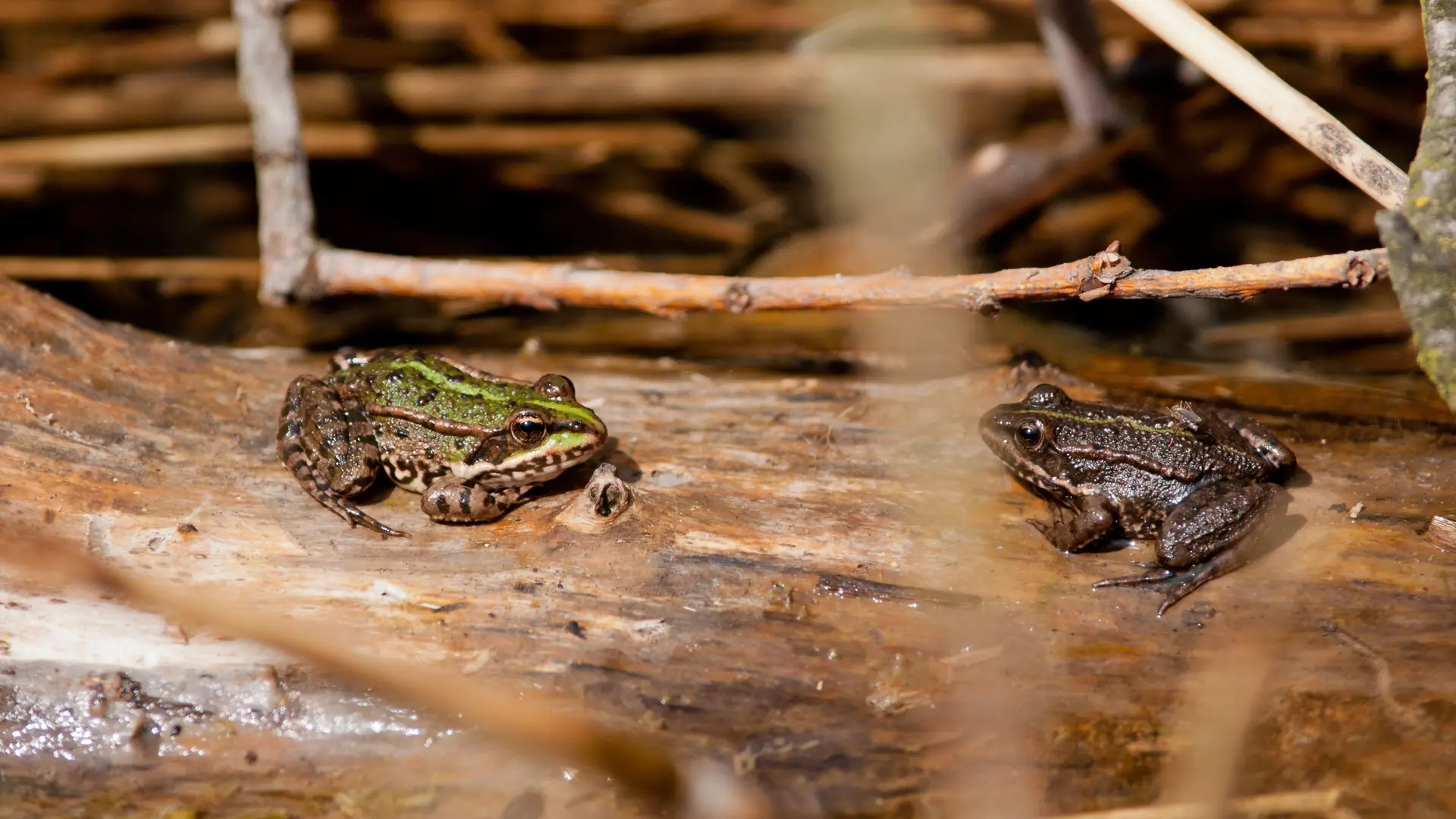 Grenouilles - vallée d'Abondance