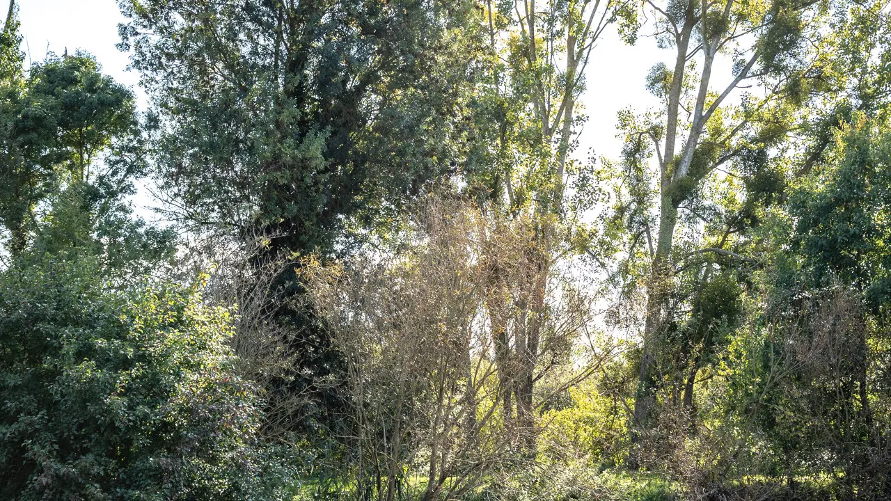 Bac de la Roselière, Loire-Authion