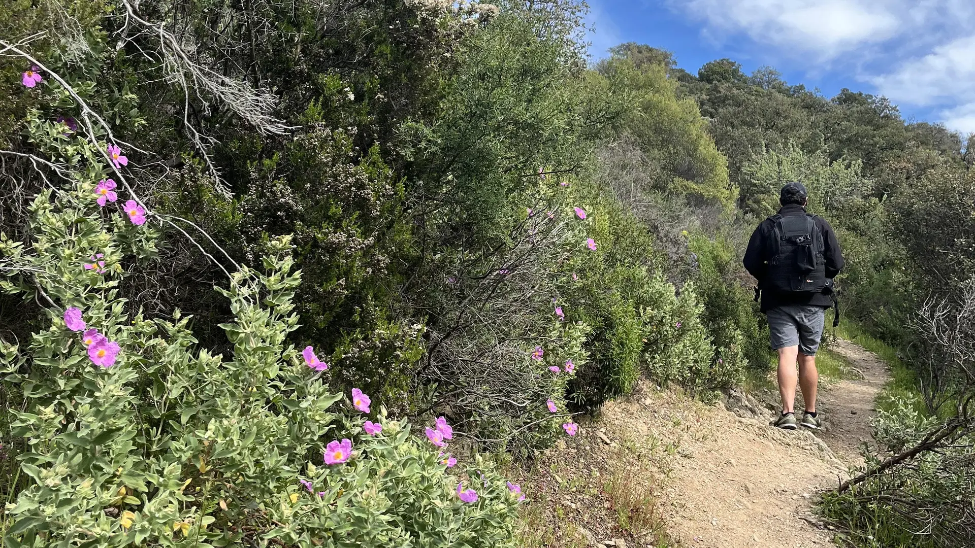 GR90 de Collobrières vers le Plateau Lambert