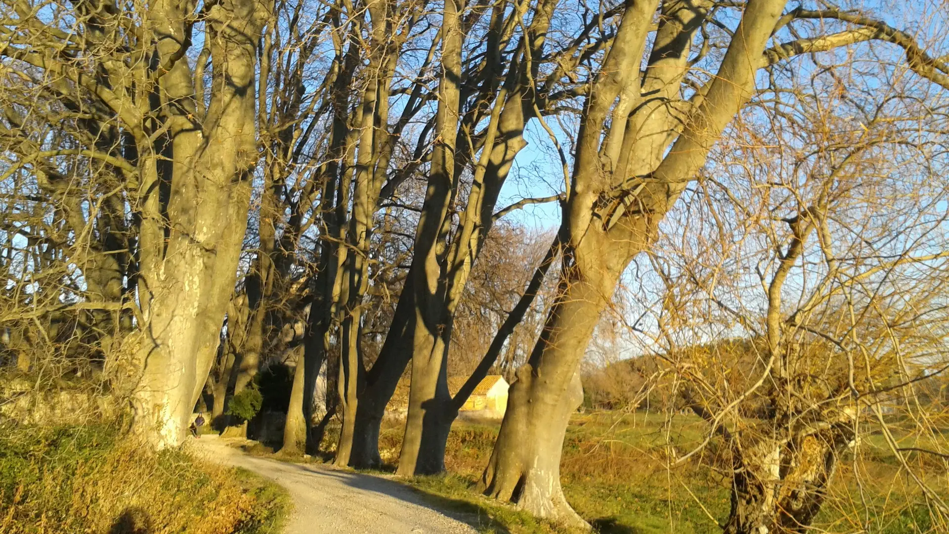 Platanes séculaires