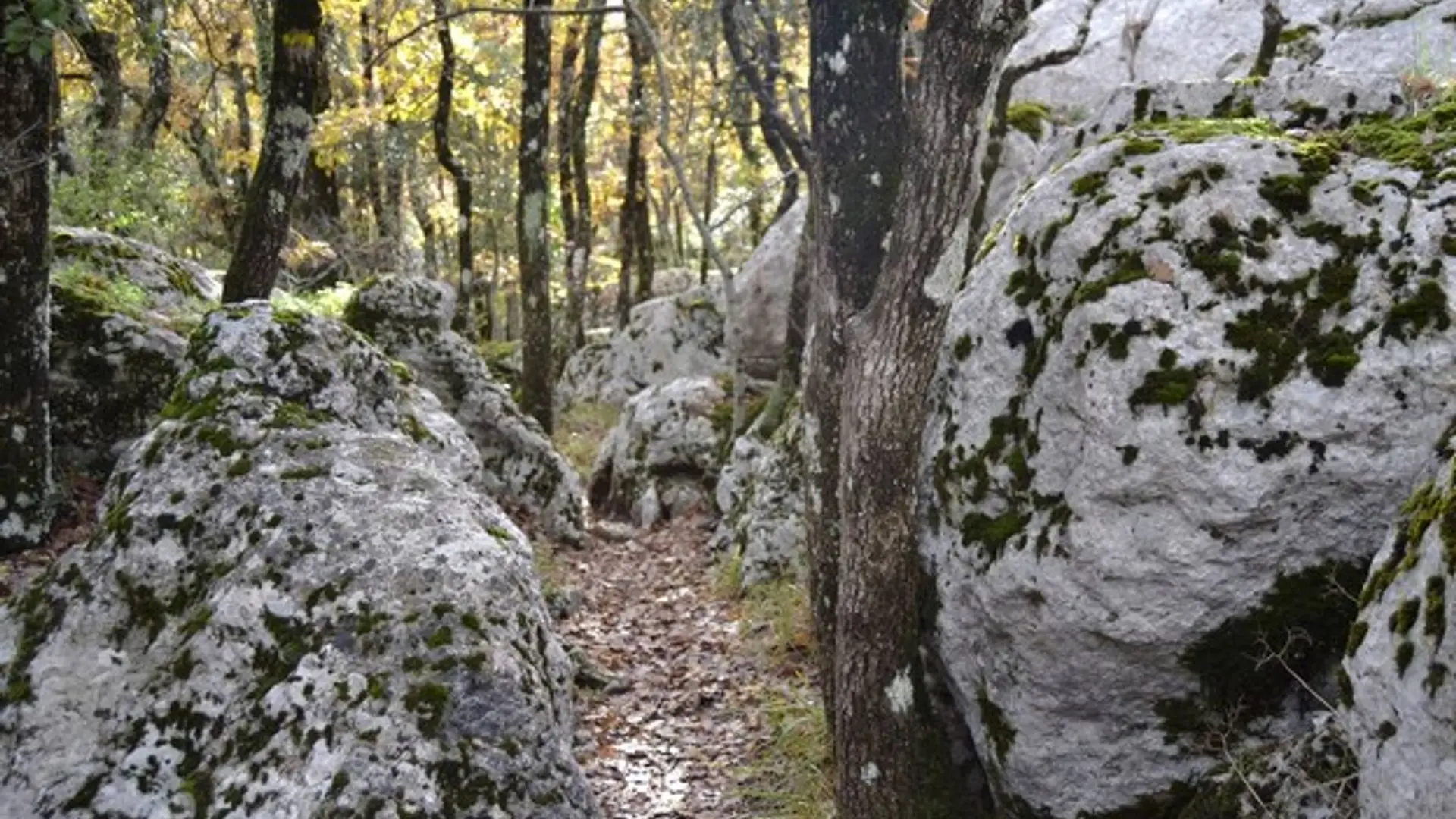 Milieu karstique au plateau de la Cayre