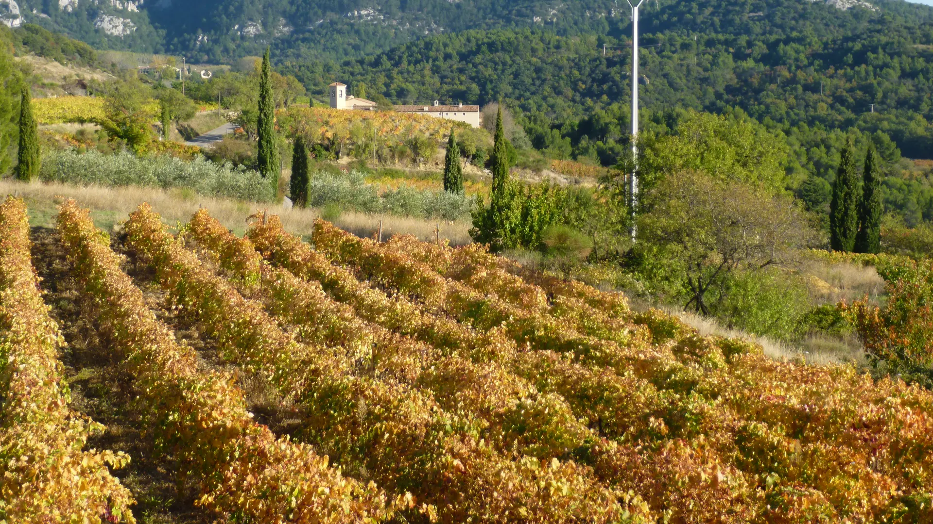 La vue sur les vignes