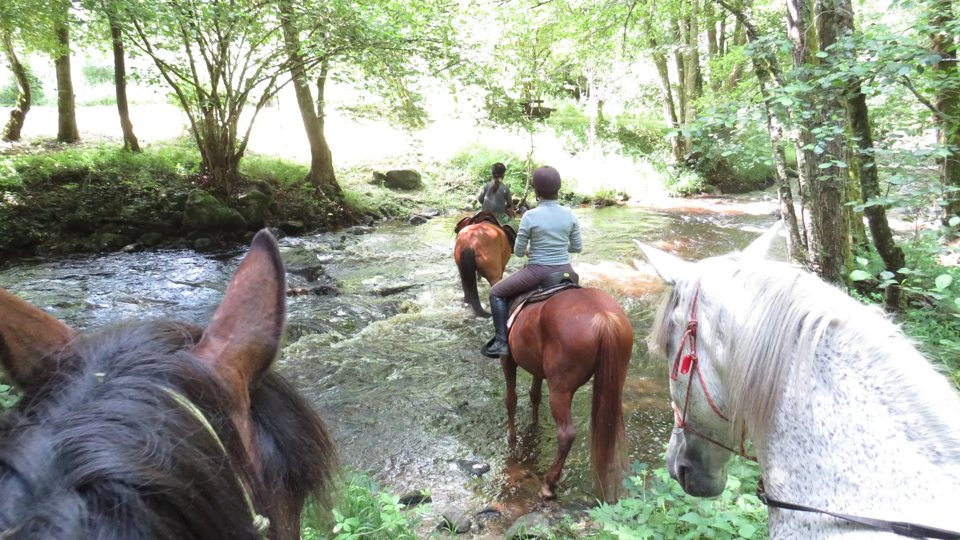 Les Chevaux de Capucine
