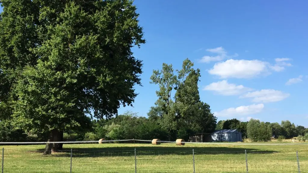grand espace pour pic nique derrière la maison