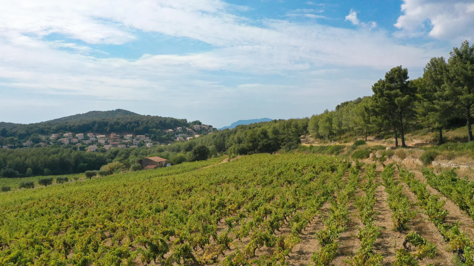 Le sentier des vignes