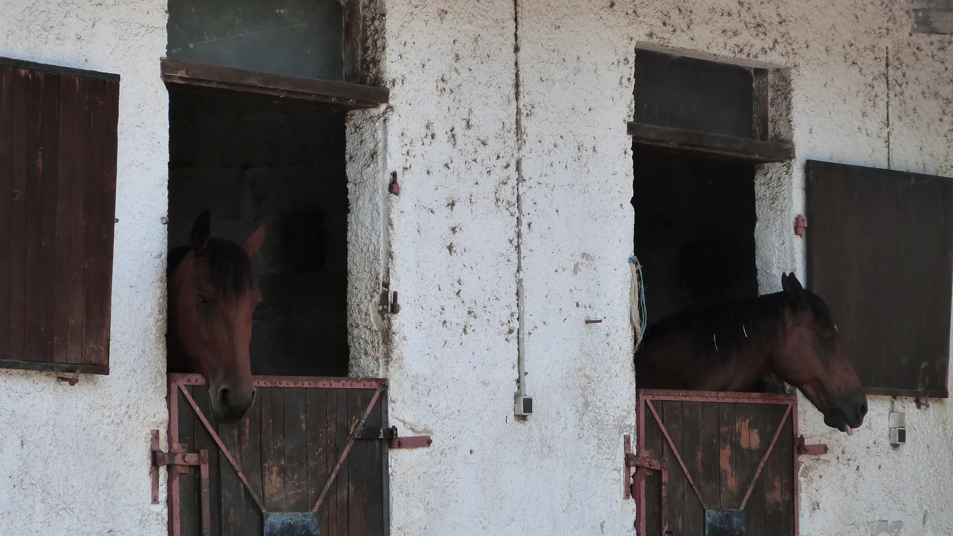 Chevaux
