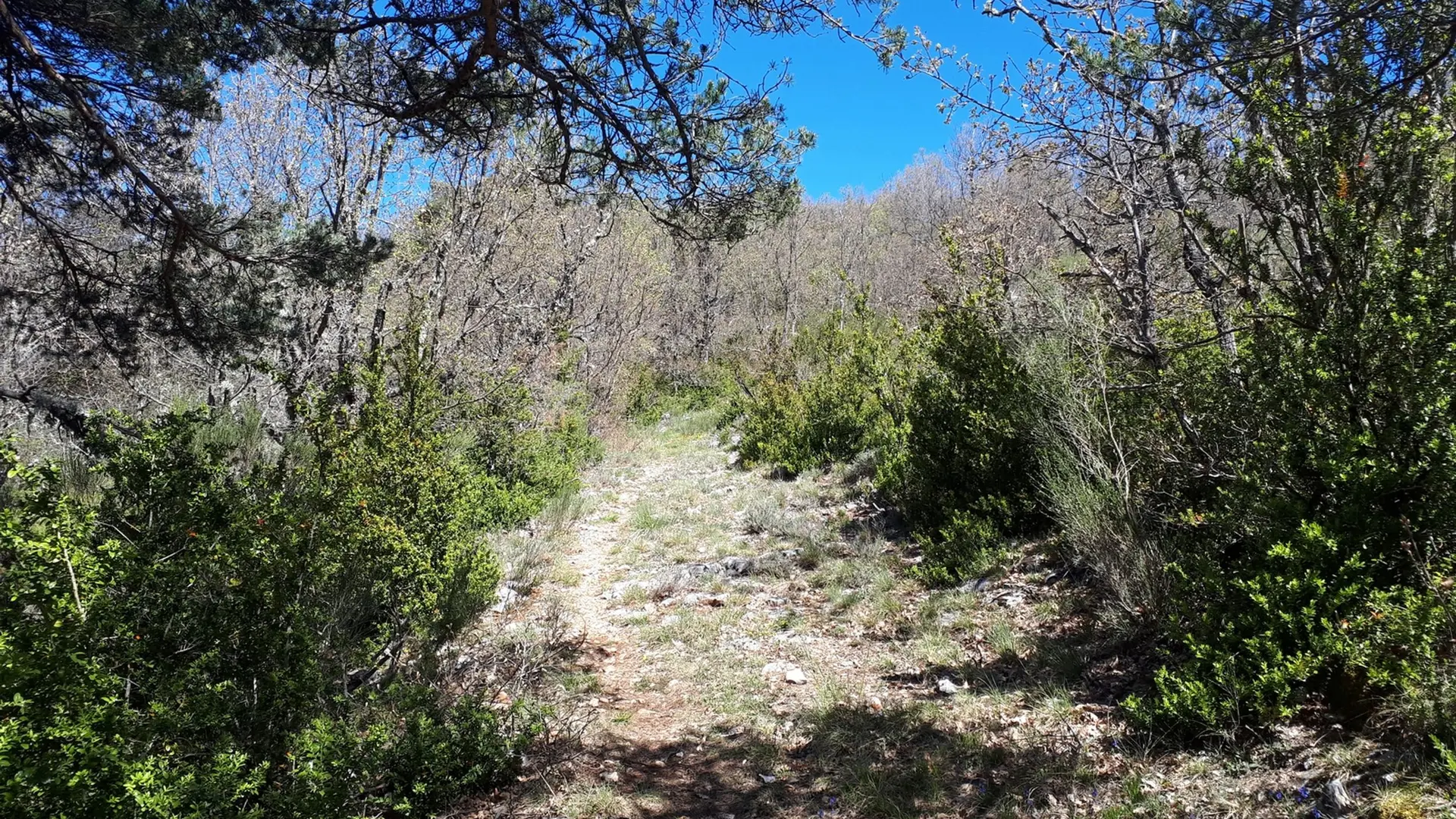 Vue sur le sentier entouré de part et d'autre d'essences d'arbres comme le pin