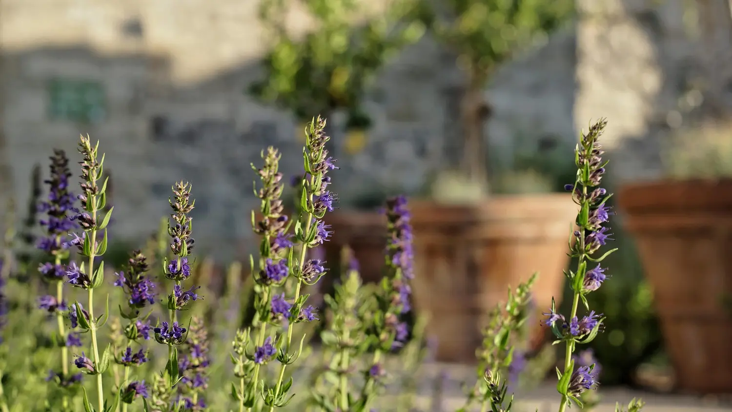 Jardins du Palais des papes