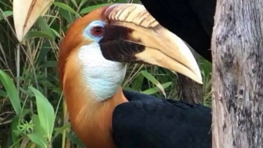 Les oiseaux exotiques rares au Jardin Zoologique Tropical à La Londe les Maures