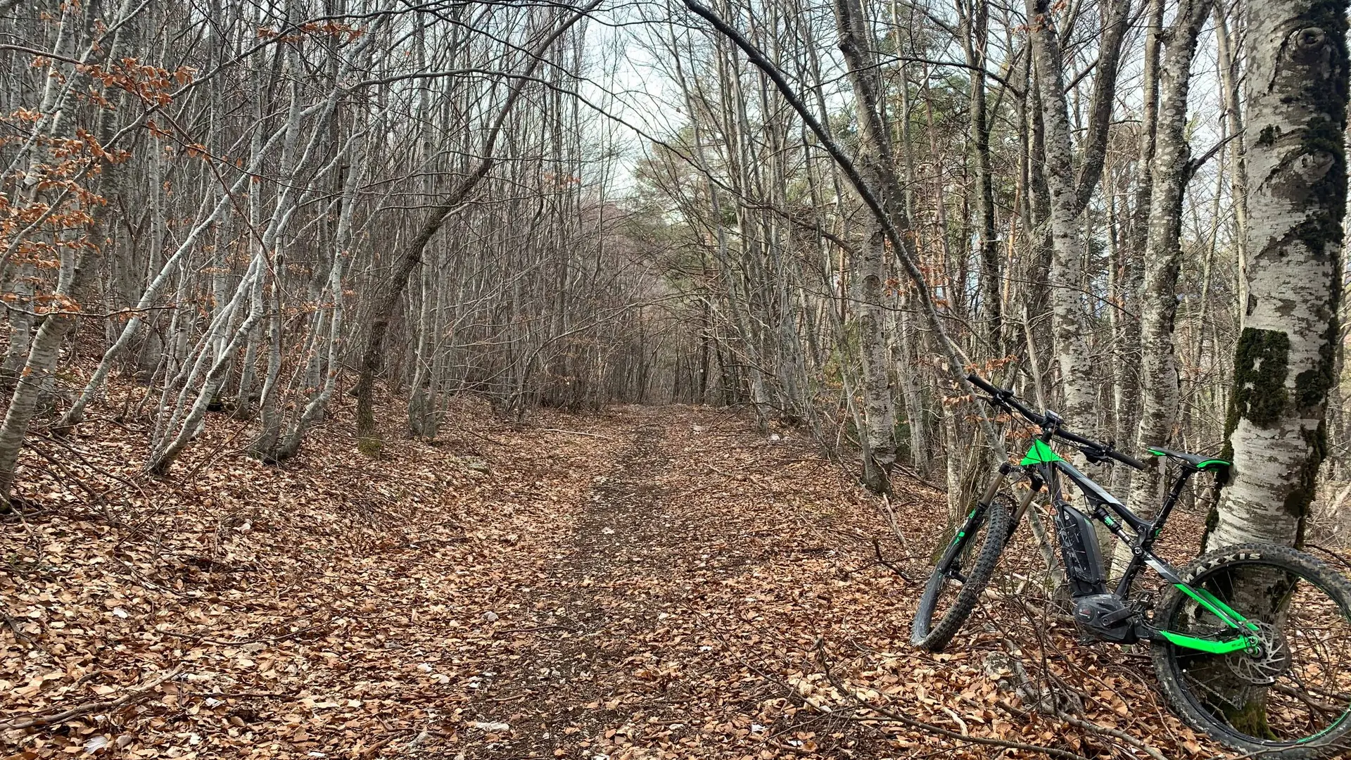 Belle piste forestière en chemin