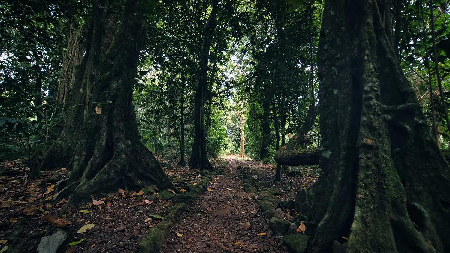 Marae De Opunohu Et Sentier Des Ancêtres -