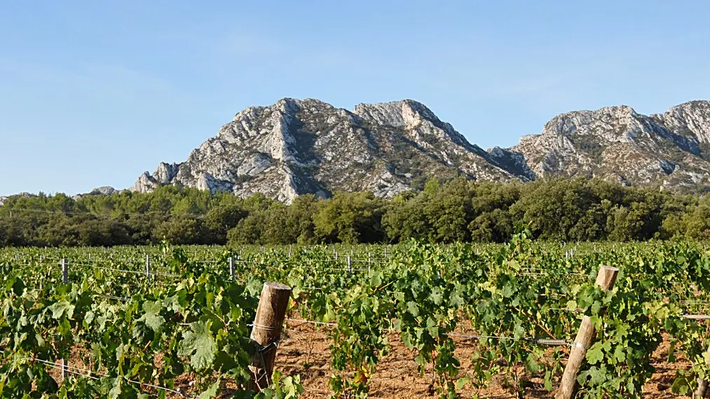 Domaine des Terres Blanches à Saint-Rémy-de-Provence