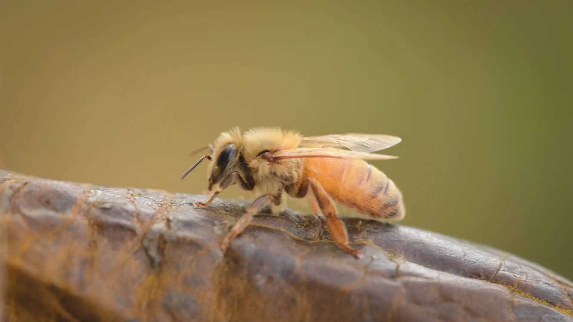 Abeille à Gelée Royale posée sur mon gant en cuir